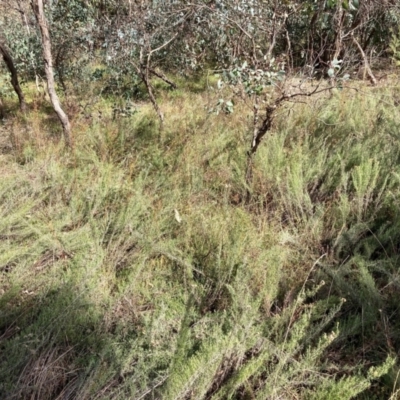 Chrysocephalum semipapposum (Clustered Everlasting) at The Fair, Watson - 25 Apr 2021 by waltraud