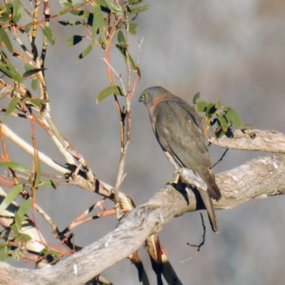 Tachyspiza fasciata (Brown Goshawk) at Rendezvous Creek, ACT - 25 Apr 2021 by HelenCross