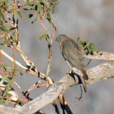 Accipiter fasciatus (Brown Goshawk) at Rendezvous Creek, ACT - 24 Apr 2021 by HelenCross