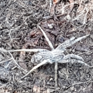 Argoctenus sp. (genus) at Holt, ACT - 25 Apr 2021 01:42 PM