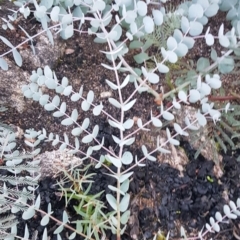 Eucalyptus rubida subsp. rubida (Candlebark) at Rendezvous Creek, ACT - 24 Apr 2021 by jeremyahagan