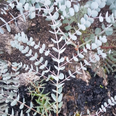 Eucalyptus rubida subsp. rubida (Candlebark) at Rendezvous Creek, ACT - 23 Apr 2021 by jeremyahagan