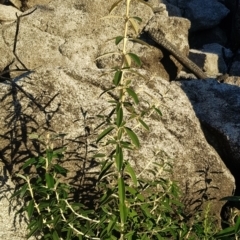 Olearia megalophylla (Large-leaf Daisy-bush) at Rendezvous Creek, ACT - 23 Apr 2021 by jeremyahagan