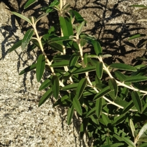 Olearia megalophylla at Rendezvous Creek, ACT - 24 Apr 2021 07:20 AM