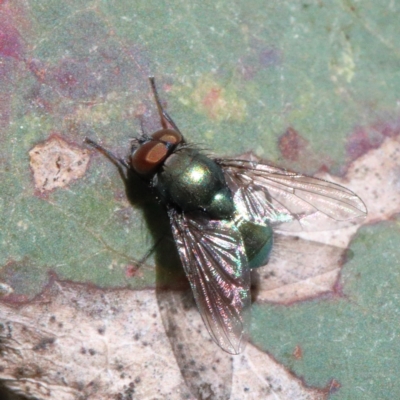 Lucilia sp. (genus) (A blowfly) at Acton, ACT - 24 Apr 2021 by ConBoekel