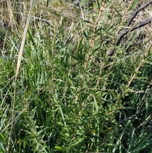 Olearia erubescens at Rendezvous Creek, ACT - 24 Apr 2021