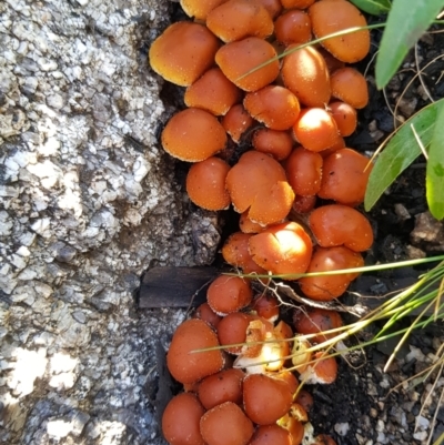 Hypholoma sp. (Hypholoma) at Cotter River, ACT - 24 Apr 2021 by jeremyahagan