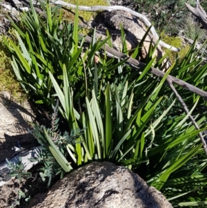 Dianella tasmanica at Cotter River, ACT - 24 Apr 2021