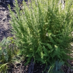 Cassinia aculeata subsp. aculeata (Dolly Bush, Common Cassinia, Dogwood) at Rendezvous Creek, ACT - 24 Apr 2021 by jeremyahagan