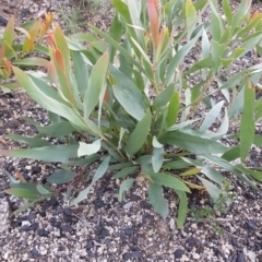 Daviesia mimosoides (Bitter Pea) at Rendezvous Creek, ACT - 24 Apr 2021 by jeremyahagan