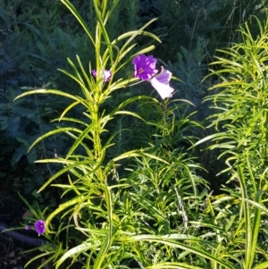 Solanum linearifolium at Rendezvous Creek, ACT - 24 Apr 2021 02:37 PM