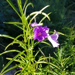 Solanum linearifolium at Rendezvous Creek, ACT - 24 Apr 2021 02:37 PM