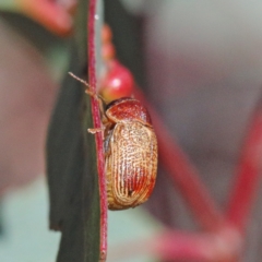 Cadmus sp. (genus) at O'Connor, ACT - 24 Apr 2021 12:18 PM