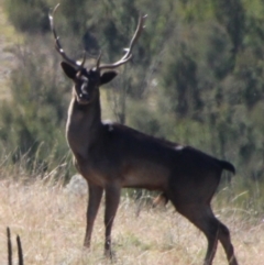 Dama dama (Fallow Deer) at Tennent, ACT - 25 Apr 2021 by ChrisHolder