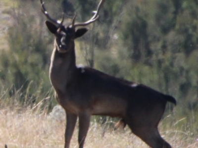 Dama dama (Fallow Deer) at Tennent, ACT - 25 Apr 2021 by ChrisHolder