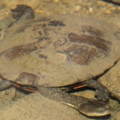 Chelodina longicollis (Eastern Long-necked Turtle) at Tennent, ACT - 25 Apr 2021 by ChrisHolder