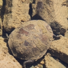 Chelodina longicollis at Tennent, ACT - 25 Apr 2021