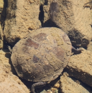 Chelodina longicollis at Tennent, ACT - 25 Apr 2021 12:21 PM