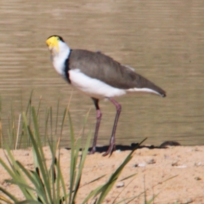 Vanellus miles (Masked Lapwing) at Thurgoona, NSW - 25 Apr 2021 by PaulF