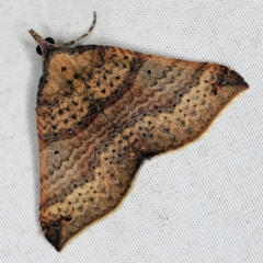 Anachloris uncinata (Hook-winged Carpet) at Deua National Park (CNM area) - 16 Apr 2021 by ibaird