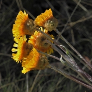 Podolepis robusta at Cotter River, ACT - 23 Apr 2021