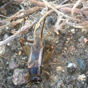 Trigonidiidae (family) at Paddys River, ACT - 25 Apr 2021