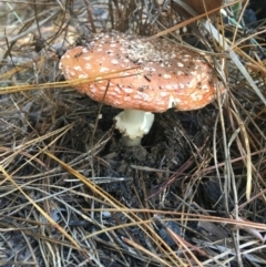Amanita muscaria (Fly Agaric) at Paddys River, ACT - 25 Apr 2021 by NedJohnston