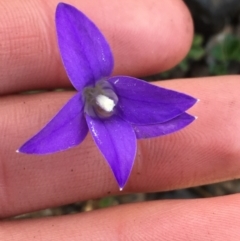 Wahlenbergia gloriosa (Royal Bluebell) at Tennent, ACT - 25 Apr 2021 by NedJohnston