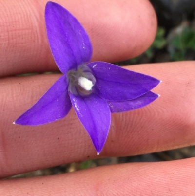 Wahlenbergia gloriosa (Royal Bluebell) at Tennent, ACT - 25 Apr 2021 by NedJohnston