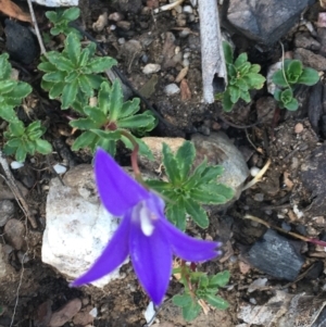 Wahlenbergia gloriosa at Tennent, ACT - 25 Apr 2021