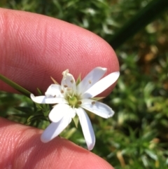 Stellaria pungens (Prickly Starwort) at Tennent, ACT - 25 Apr 2021 by NedJohnston