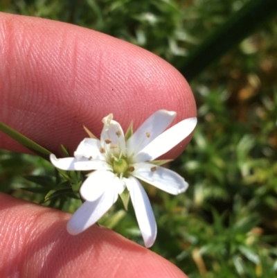 Stellaria pungens (Prickly Starwort) at Tennent, ACT - 25 Apr 2021 by NedJohnston