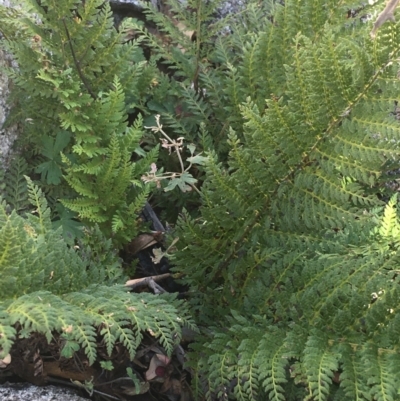 Polystichum proliferum (Mother Shield Fern) at Tennent, ACT - 25 Apr 2021 by Ned_Johnston