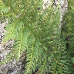 Polystichum proliferum at Tennent, ACT - 25 Apr 2021 01:19 PM