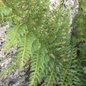 Polystichum proliferum at Tennent, ACT - 25 Apr 2021 01:19 PM