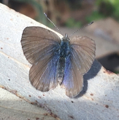 Zizina otis (Common Grass-Blue) at Tennent, ACT - 25 Apr 2021 by Ned_Johnston