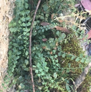 Asplenium flabellifolium at Cotter River, ACT - 25 Apr 2021