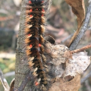 Anthela (genus) immature at Cotter River, ACT - 25 Apr 2021 10:26 AM