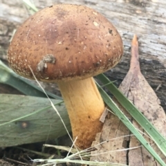 Unidentified Fungus at Namadgi National Park - 25 Apr 2021 by NedJohnston