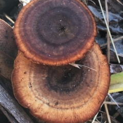 Unidentified Fungus at Cotter River, ACT - 25 Apr 2021 by NedJohnston