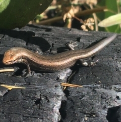 Pseudemoia entrecasteauxii (Woodland Tussock-skink) at Cotter River, ACT - 25 Apr 2021 by Ned_Johnston