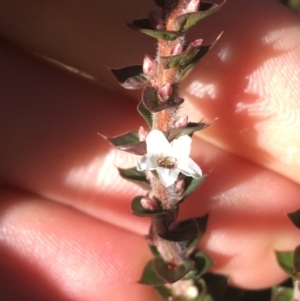 Epacris gunnii at Paddys River, ACT - 25 Apr 2021