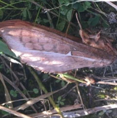 Hepialidae sp. (family) (Unidentified Swift or Ghost Moth) at Paddys River, ACT - 24 Apr 2021 by Ned_Johnston