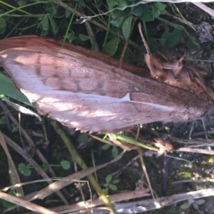 Hepialidae (family) at Paddys River, ACT - 25 Apr 2021