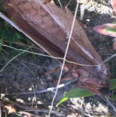 Hepialidae (family) at Paddys River, ACT - 25 Apr 2021 09:10 AM