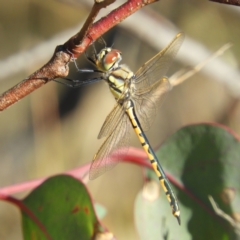 Hemicordulia tau (Tau Emerald) at Symonston, ACT - 25 Apr 2021 by MatthewFrawley