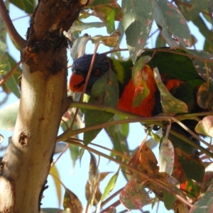 Trichoglossus moluccanus at Symonston, ACT - 25 Apr 2021