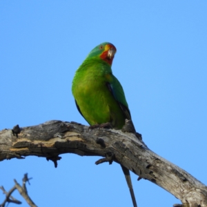 Lathamus discolor at Symonston, ACT - 25 Apr 2021