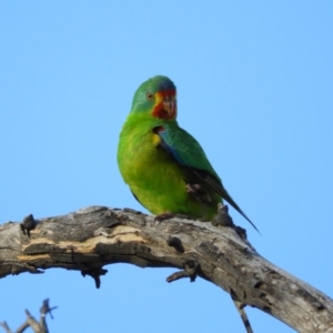 Lathamus discolor at Symonston, ACT - 25 Apr 2021