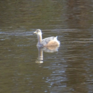 Tachybaptus novaehollandiae at Yass River, NSW - 25 Apr 2021